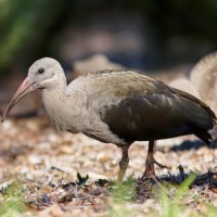 Hadada Ibis